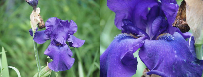 [Two photos spliced together. On the left is the entire bloom. There are four large dark blue-purple petals with a fifth one overlapping to the front. On the right is a close view of the bearded portion of the bloom which appear to be yellow and blue fuzzies in the center portion of two petals.]